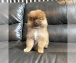 Small #3 Pomeranian