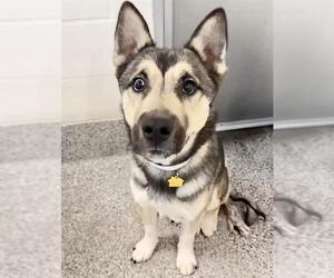 OBSIDIAN - Male Siberian Husky Dog for Adoption - Photo #2