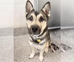 Small Photo #2 Siberian Husky Puppy For Sale in Houston, TX, USA