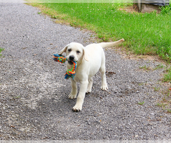 Medium Photo #10 Labrador Retriever Puppy For Sale in SYRACUSE, IN, USA