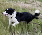 Small Photo #1 Border Collie Puppy For Sale in TRACY, CA, USA
