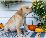 Small #8 Golden Retriever-Jack Russell Terrier Mix