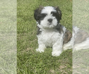 Shih Tzu Puppy for sale in HURST, TX, USA