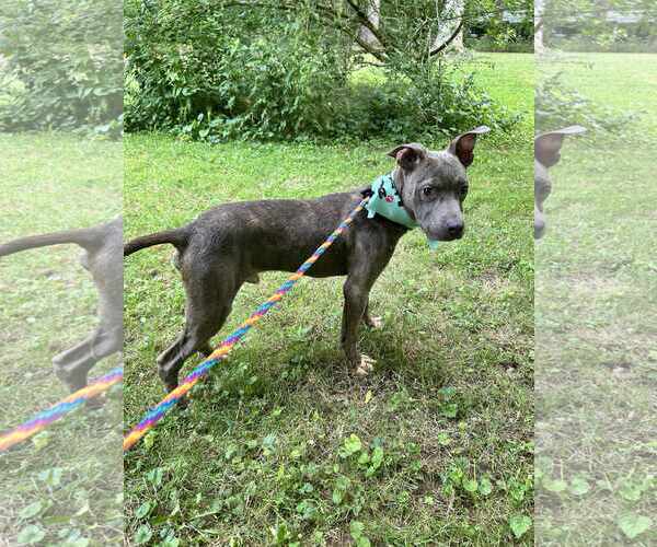 Medium Photo #6 American Pit Bull Terrier-Unknown Mix Puppy For Sale in Germantown, OH, USA