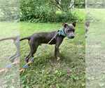 Small #5 American Pit Bull Terrier Mix