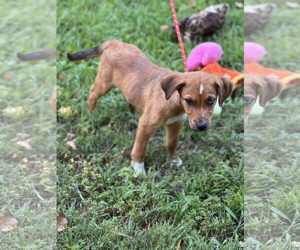 Medium Photo #3 Mutt Puppy For Sale in Yardley, PA, USA