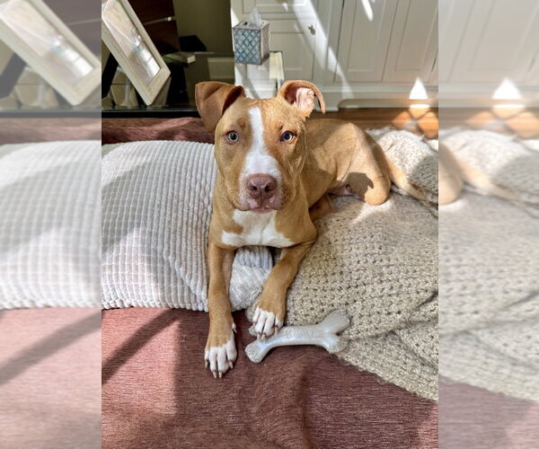 Medium Photo #34 American Pit Bull Terrier-American Staffordshire Terrier Mix Puppy For Sale in Brewster, NY, USA