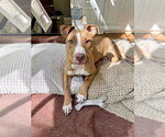 Small #33 American Pit Bull Terrier-American Staffordshire Terrier Mix