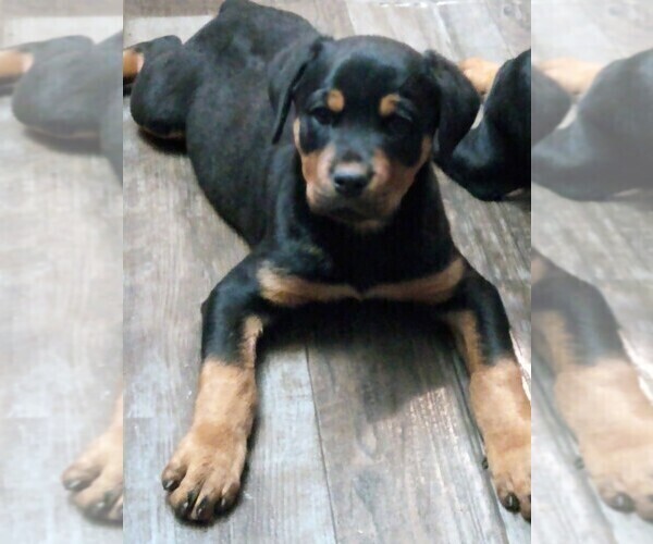 Medium Photo #1 Rottweiler Puppy For Sale in NEW LONDON, MO, USA