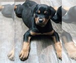 Small Photo #1 Rottweiler Puppy For Sale in NEW LONDON, MO, USA