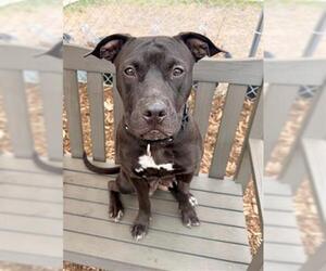 American Pit Bull Terrier Dogs for adoption in Denver, CO, USA