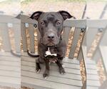 Small American Pit Bull Terrier