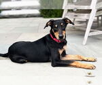 Small #4 Miniature Pinscher Mix