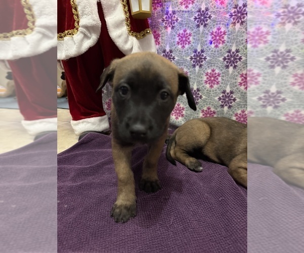 Medium Photo #30 Belgian Malinois Puppy For Sale in JACKSONVILLE, FL, USA