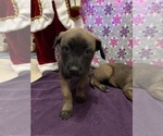 Small Photo #30 Belgian Malinois Puppy For Sale in JACKSONVILLE, FL, USA