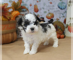 Small Photo #18 Poodle (Toy) Puppy For Sale in CHANUTE, KS, USA