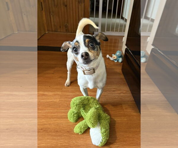 Medium Photo #1 Chihuahua-Unknown Mix Puppy For Sale in Wheaton, IL, USA