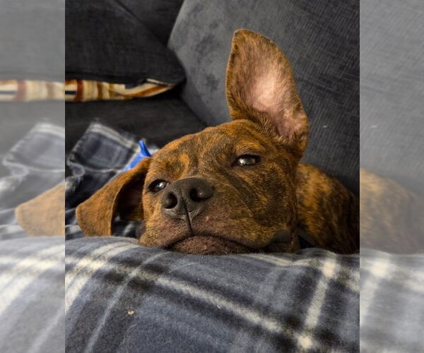 Medium Photo #2 Boxer Puppy For Sale in Austin, TX, USA