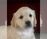 Small Photo #8 English Cream Golden Retriever Puppy For Sale in CHUCKEY, TN, USA