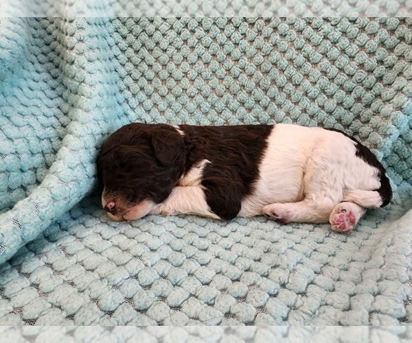 Medium Photo #38 Poodle (Standard) Puppy For Sale in CLAYTON, WA, USA