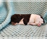 Small Photo #38 Poodle (Standard) Puppy For Sale in CLAYTON, WA, USA
