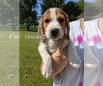 Small #3 Beagle