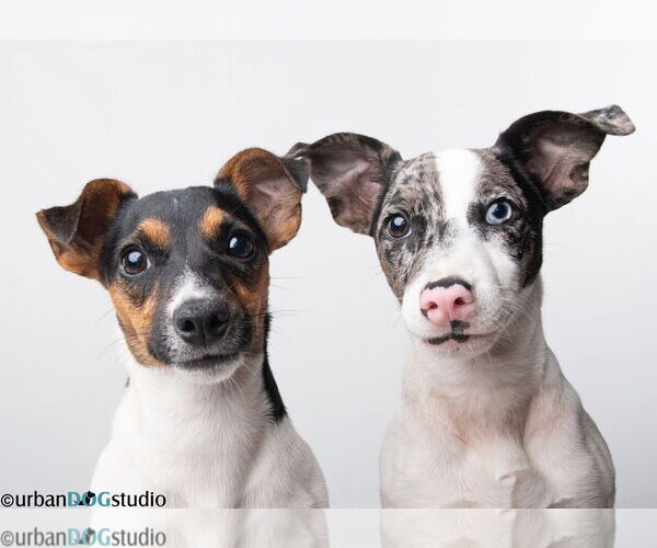 Medium Photo #1 Jack Russell Terrier-Unknown Mix Puppy For Sale in Tampa, FL, USA