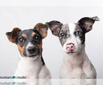 Small Jack Russell Terrier Mix