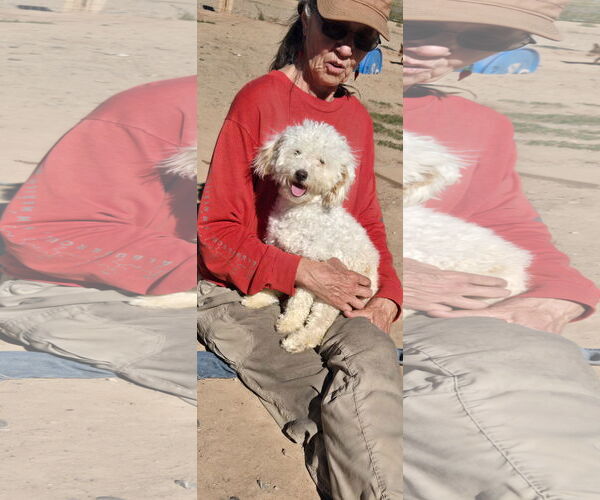 Medium Photo #1 Poodle (Miniature)-Unknown Mix Puppy For Sale in Peralta, NM, USA