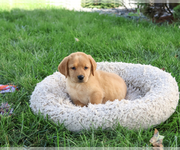 Medium Photo #3 Labrador Retriever Puppy For Sale in SYRACUSE, IN, USA