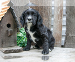 Puppy Noah Cocker Spaniel