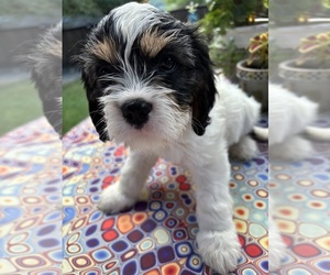 Medium Cavachon