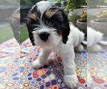 Puppy 2 Cavachon