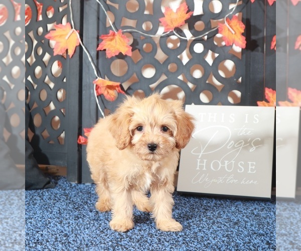 Medium Photo #3 Cavapoo-Poodle (Toy) Mix Puppy For Sale in MOUNT VERNON, OH, USA