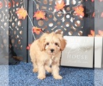 Small #2 Cavapoo-Poodle (Toy) Mix