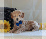 Small Photo #1 Poochon Puppy For Sale in GORDONVILLE, PA, USA
