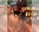Small Photo #1 Beagle Puppy For Sale in NEW BRITAIN, CT, USA