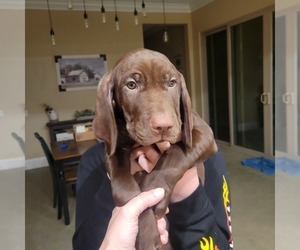 German Shorthaired Pointer Puppy for sale in YUCAIPA, CA, USA