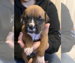 Boxer Puppy for sale in SKIATOOK, OK, USA