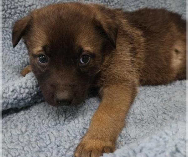 Medium Photo #1 Mutt Puppy For Sale in Thief River Falls, MN, USA