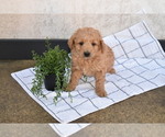 Small Goldendoodle (Miniature)