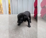 Black collar - Female Labrador Retriever Puppy for Sale - Photo #7