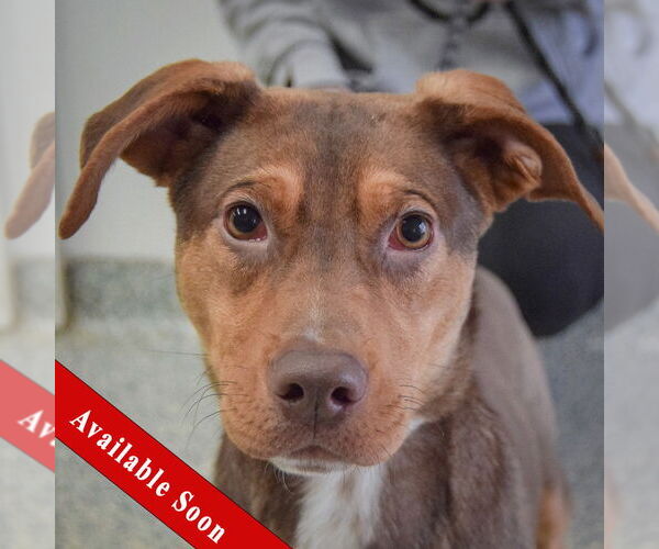 Medium Photo #1 Labrottie Puppy For Sale in Huntley, IL, USA