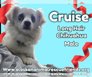 Chihuahua Dogs for adoption in Anchorage, AK, USA