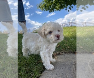 Maltipoo Puppy for sale in LONE TREE, CO, USA