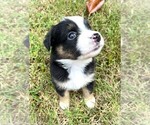 Image preview for Ad Listing. Nickname: Pepper