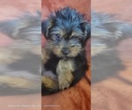 Small #7 Yorkshire Terrier