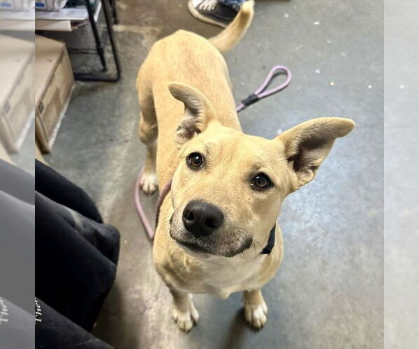 Medium Photo #1 Labrador Retriever-Unknown Mix Puppy For Sale in Rockaway, NJ, USA