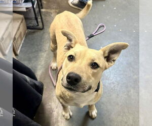 Labrador Retriever-Unknown Mix Dogs for adoption in Rockaway, NJ, USA
