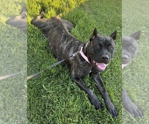 Mother of the Cane Corso puppies born on 06/25/2025